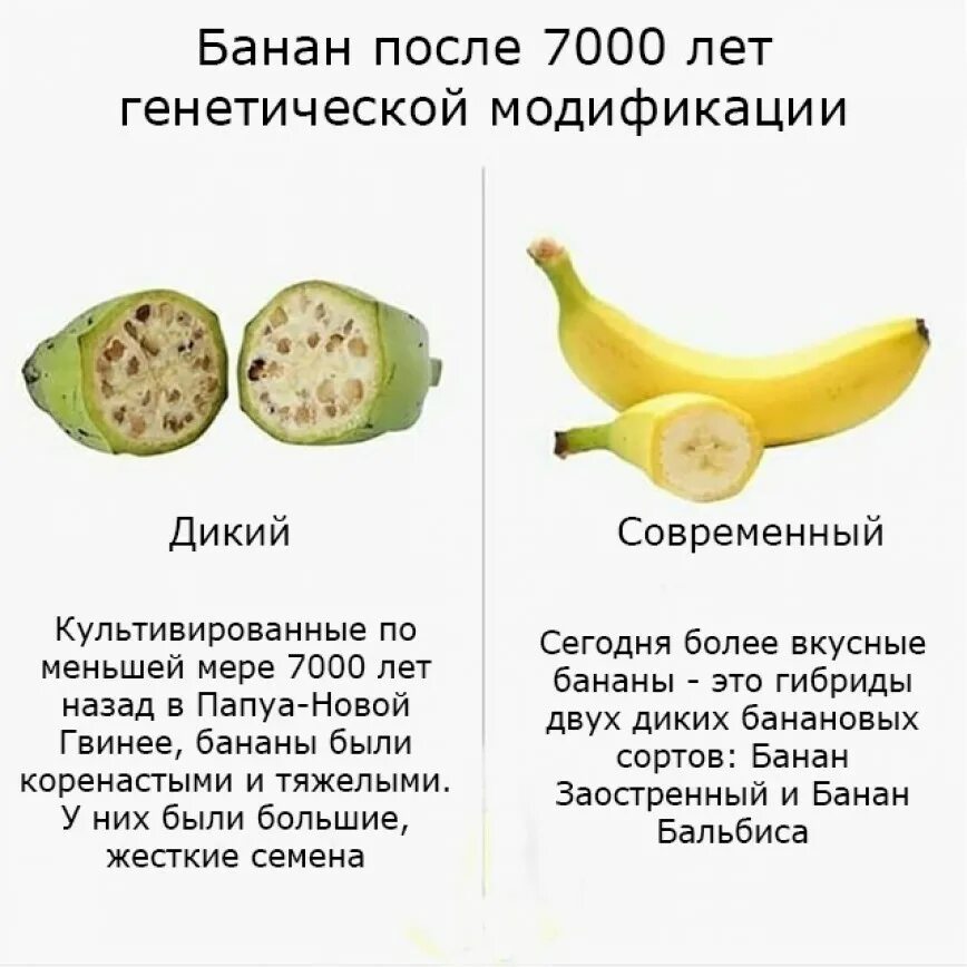 Условия хранения бананов. Банан после отравления. Банан прикорм. Банан ккал. Питательные вещества в банане.