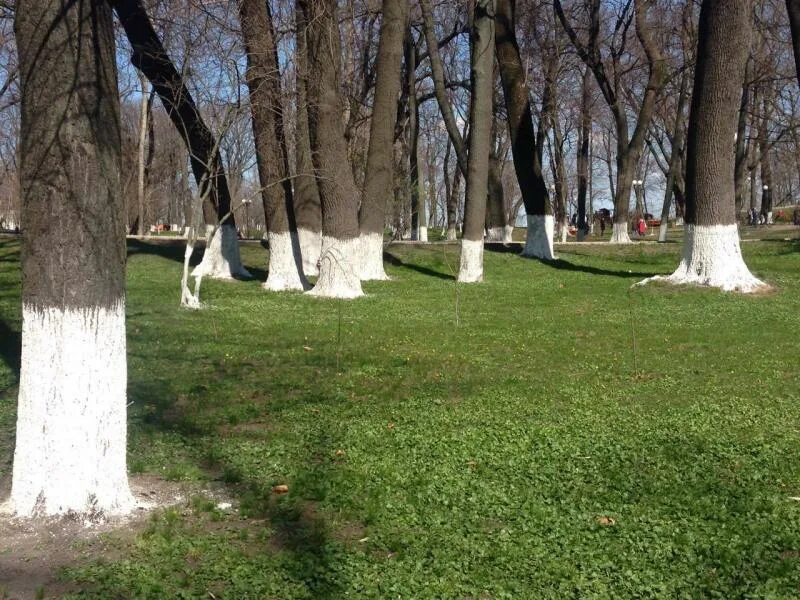 Почему деревья белые. Побелка деревьев. побеленные деревья. белить деревья. побелка сада.