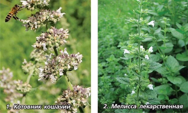 Чем отличается кошачья мята от обычной. Котовник кошачий (мята лимонная.