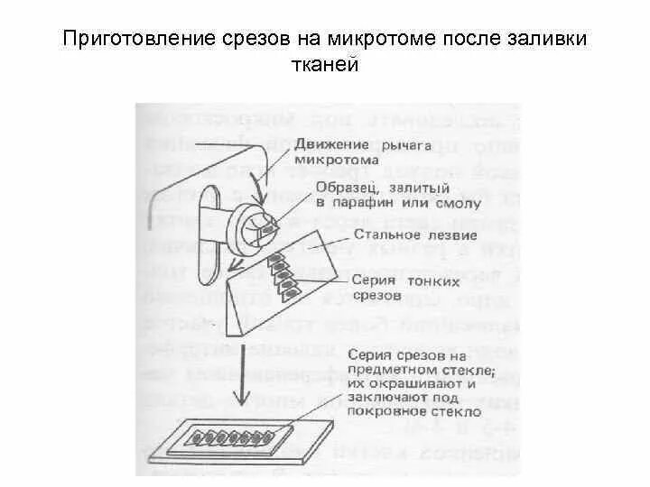 Приготовление срезов. Приготовление срезов гистология. Микротом для световой микроскопии. Ротационный микротом схема. Приготовление парафиновых срезов на санном микротоме.