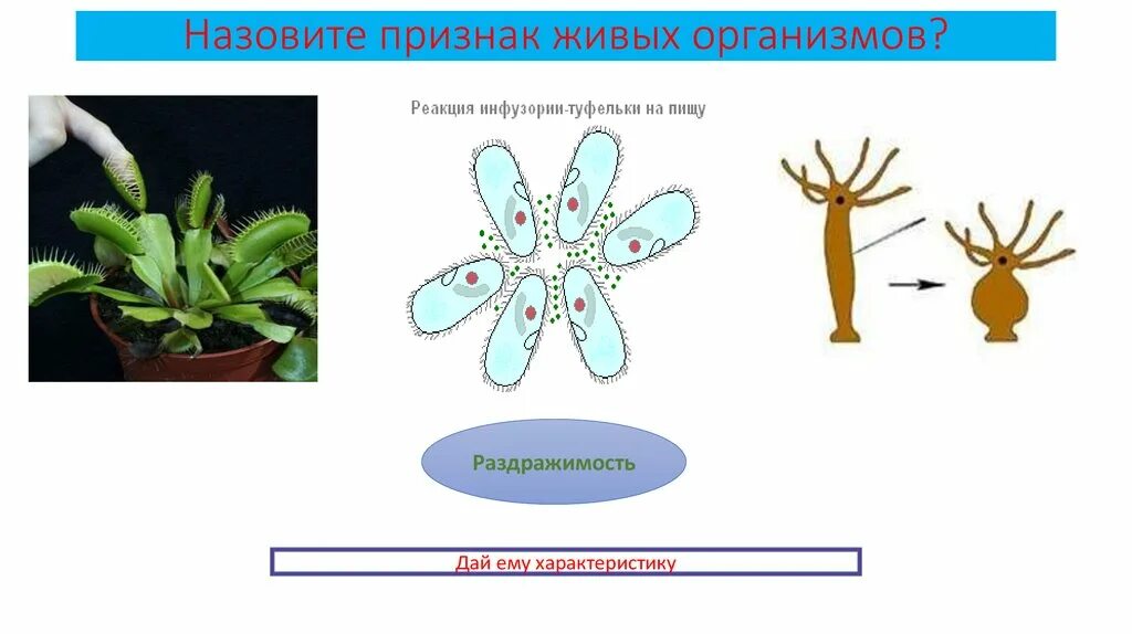 Какое свойство живого иллюстрирует рисунок. Как называется свойство живых организмов. Признаки живого раздражимость. Раздражимость свойство живых организмов. Свойства живого раздражимость.