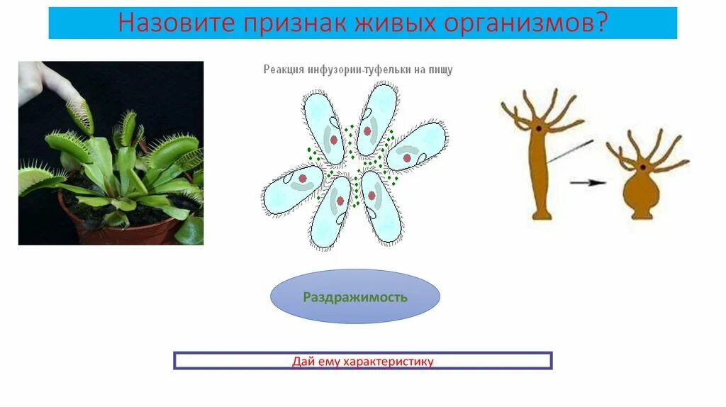 Свойства наблюдаемых живых организмов