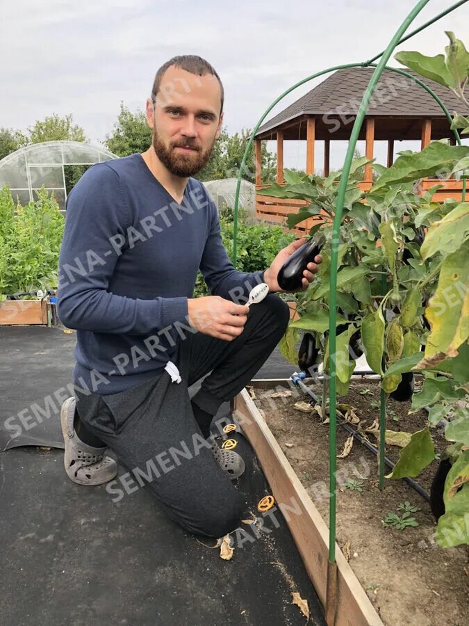 Семена баклажан андрюша. Баклажан Андрюша партнер. Баклажан Андрюша f1. Баклажан Андрюша f1 10 шт. Баклажан Андрюша Агрофирма партнер.