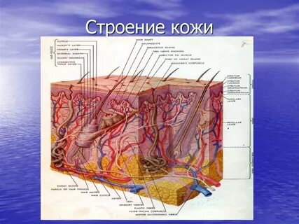 Верхние слои дермы