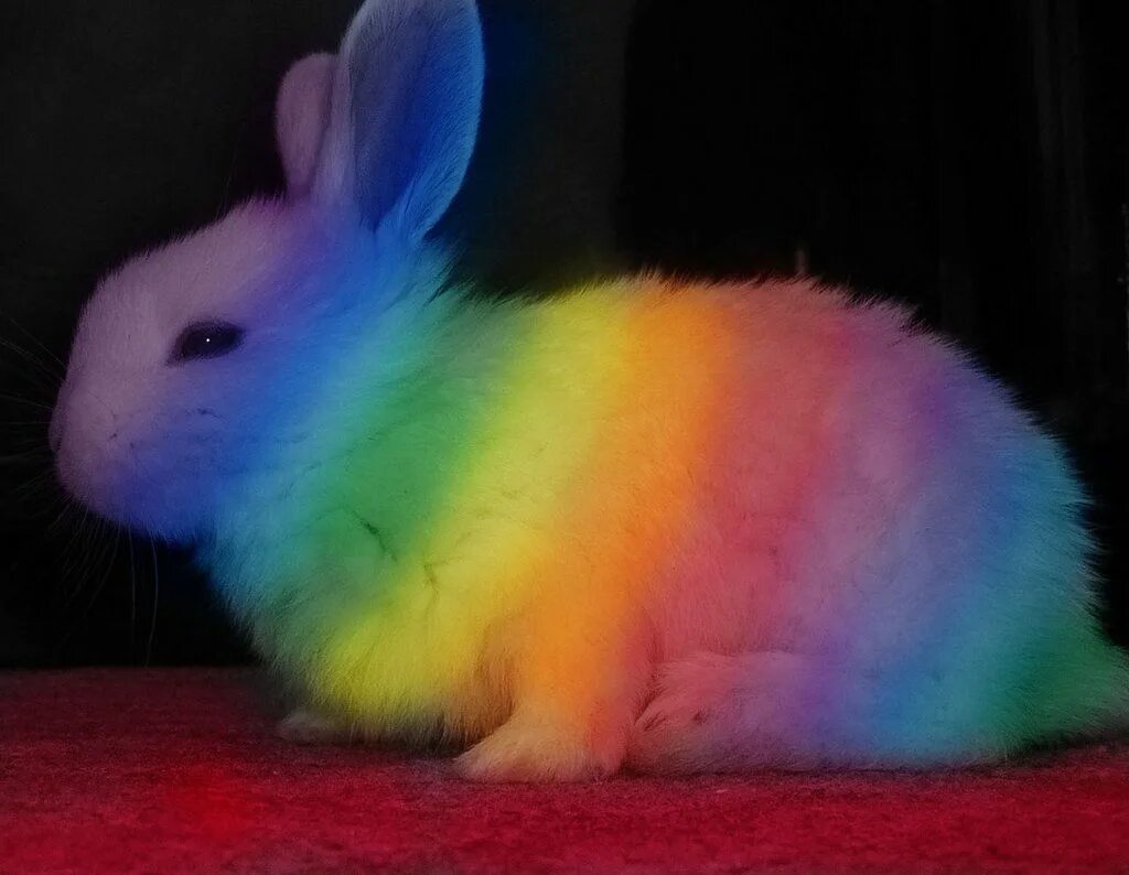 Разноцветные кролики. Разноцветный заяц. Радужный кролик. Радужные зайцы. Бывают ли цветные