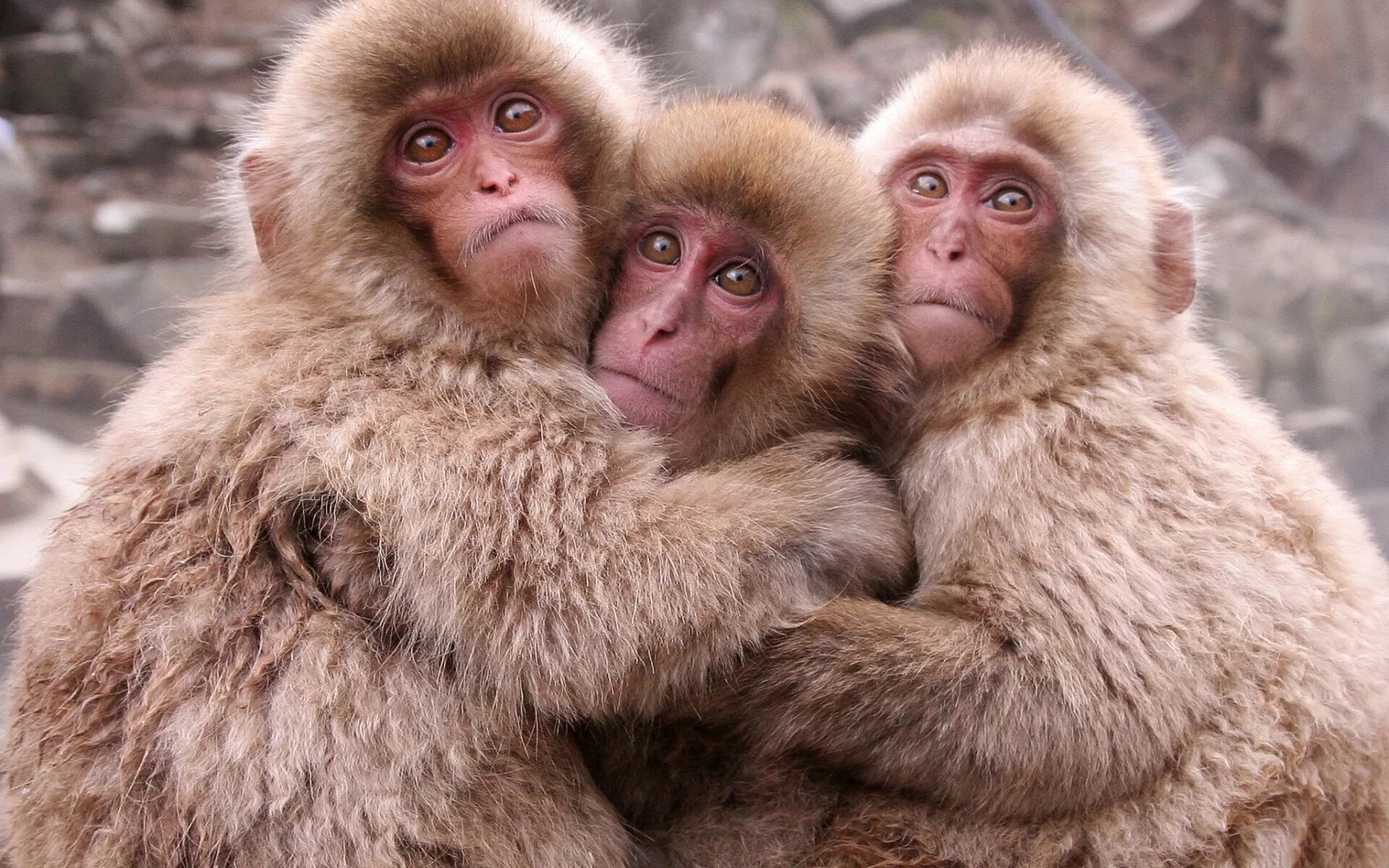 Monkey wallpapers. Обезьяны. Три обезьянки. Забавные обезьяны. Три смешные обезьяны.