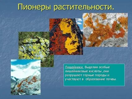 Образование лишайников