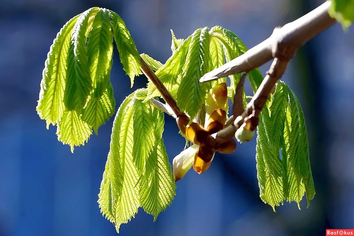 распускаются листочки. весенняя листва. листья каштана весной. распускание почек яблони. первый лист.