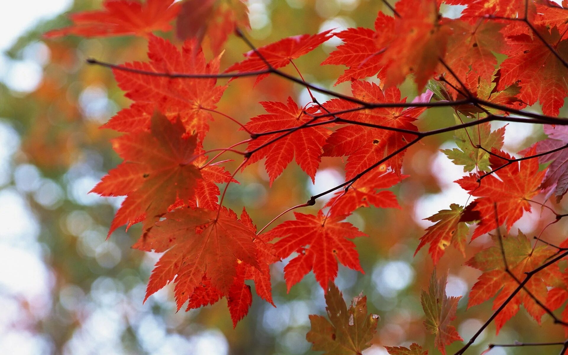 Багряной веткой. Осенний клен Заболоцкий. Клен дерево. Клен с красными листьями. Осенняя ветка.