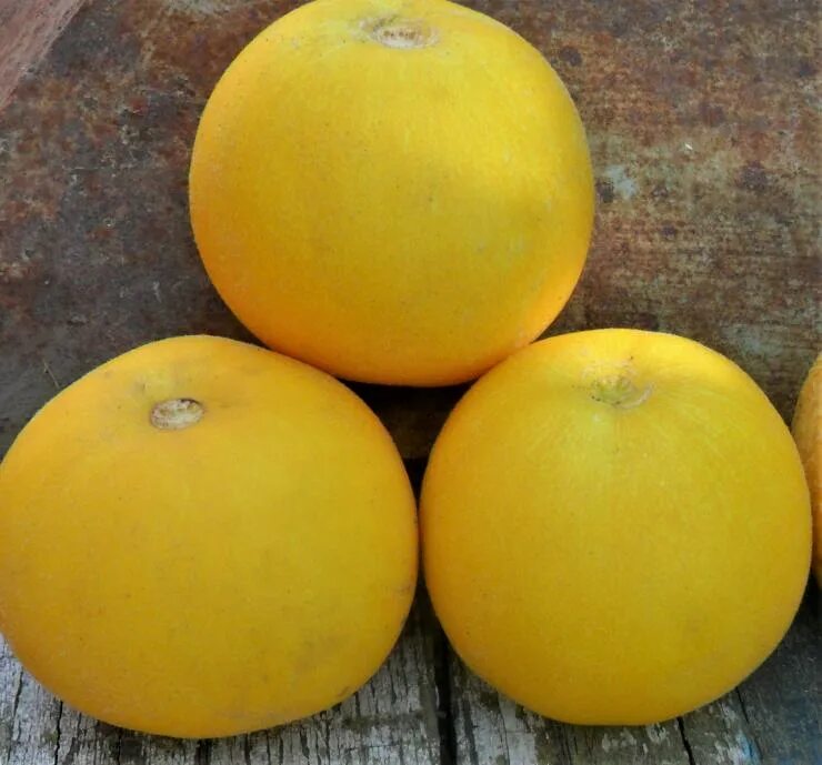 Круглый сорт. Сорт apple gold дыня. сорт дыни гладкая. дыня круглая желтая. круглая дыня сорт.