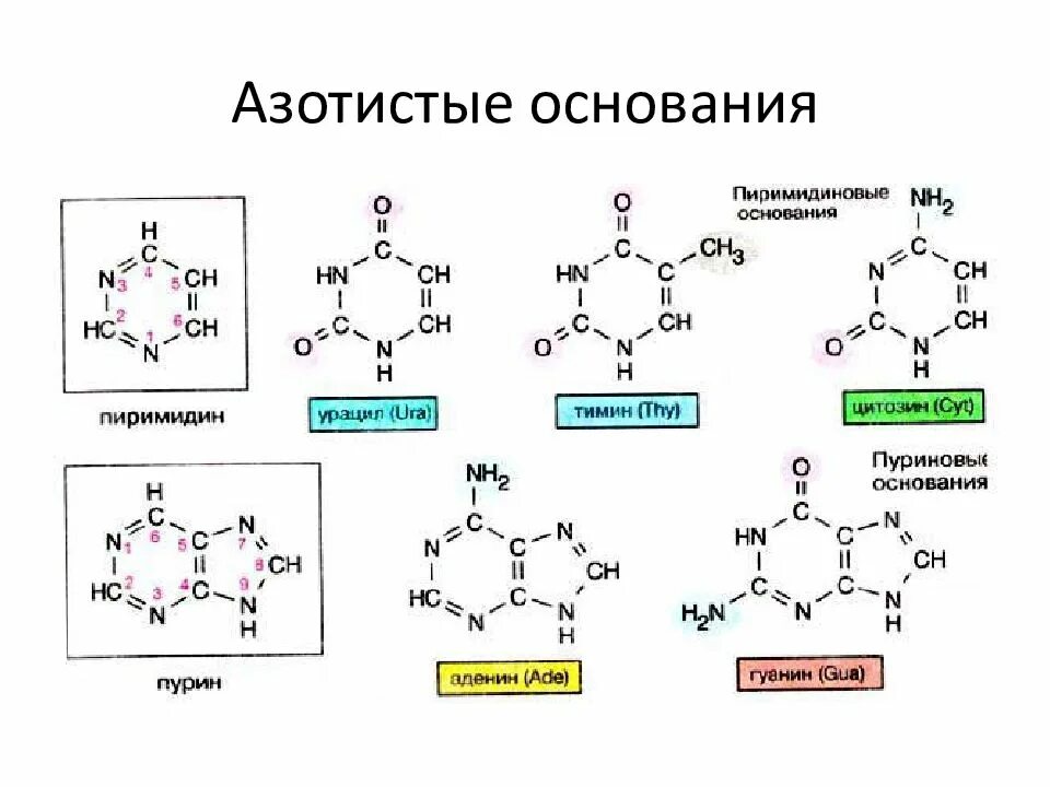 Рнк тимин урацил. Пуриновые азотистые основания РНК. Пурины и пиримидины формулы. Азотистые основания производные Пурина. Пурин и пиримидин основания.