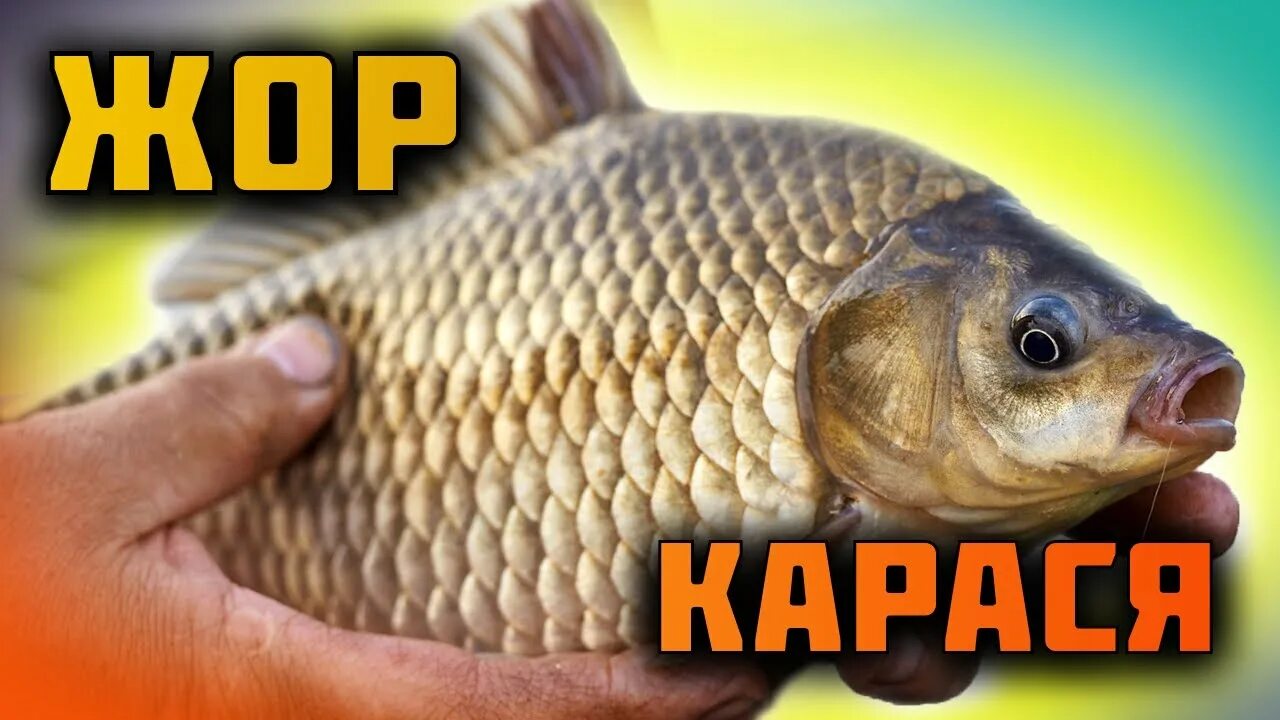 Когда жор карася. Жора карась. Жора карась. Когда начинается жор у карася. Жора карась.