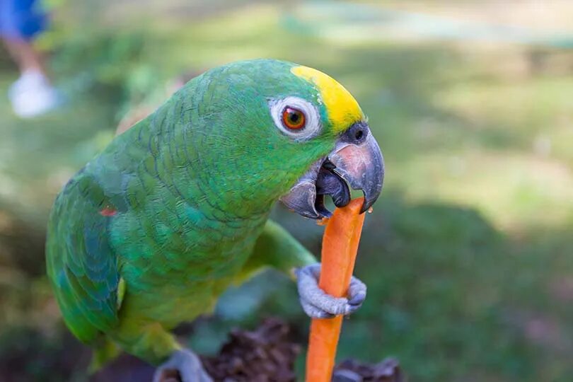 Можно ли попугаям клубнику. Что едят попугаи. Попугай ест травку. Parrot Carrot. Кушают ли попугайчиков в Африке.