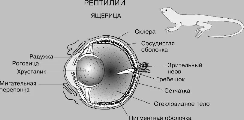 Век у ящерицы. Строение глаза пресмыкающихся. Строение глаза рептилий. Органы зрения у пресмыкающихся. Строение глаза крокодила.