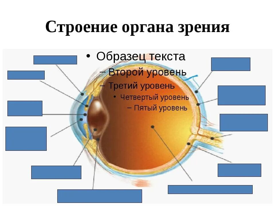 1 орган зрения строение. Орган зрения зрительный анализатор анатомия. Практическая работа изучение строения и работы органа зрения. Биология 8 класс орган зрения и зрительный анализатор. Структура органа зрения.