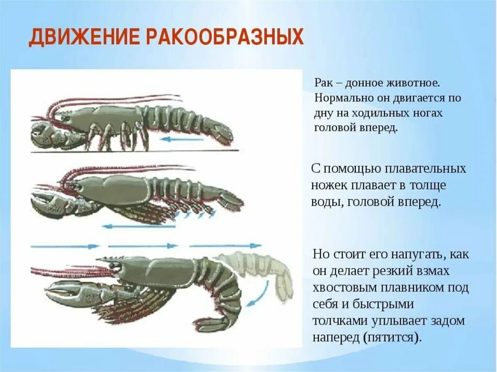 Тело рака разделено. Орган передвижения ракообразных. Способы передвижения ракообразных. Органы передвижения членистоногих. Классы ракообразных.