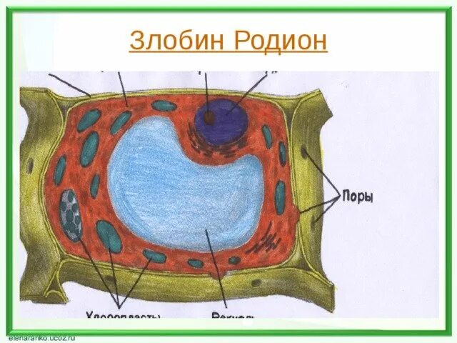 Рисунок модели клетки. Проект "модель растительной клетки" 5 класс. Модель клетки растения. Модель растительной клетки биология. Строение растительной клетки.