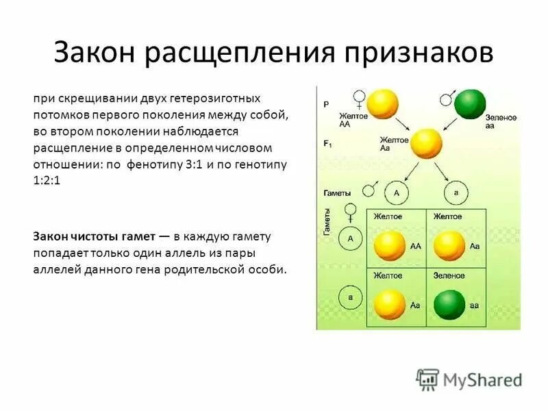 Расщепление латынь. Второй закон Менделя закон расщепления. Закон расщепления формула расщепления. Закон расщепления во втором поколении. Закон расщепления признаков у гибридов второго поколения.