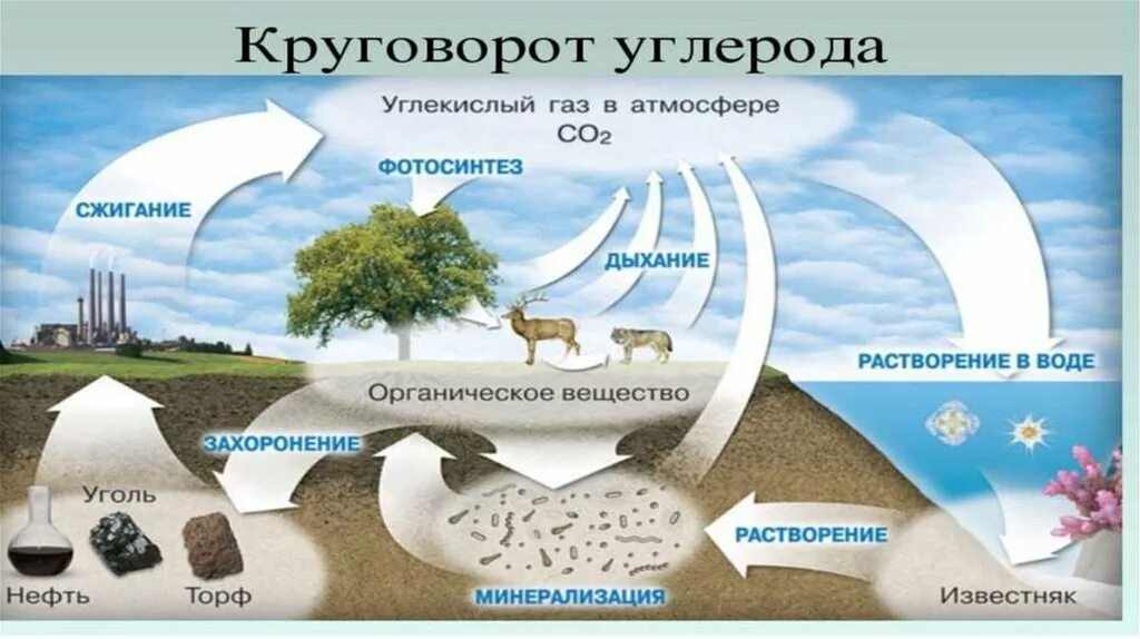 Схема круговорота углекислого газа. Круговорот углерода в природе картинки. Биогеохимические циклы круговорот углерода. Биогеохимический круговорот элементов. Глобальный биогеохимический круговорот.