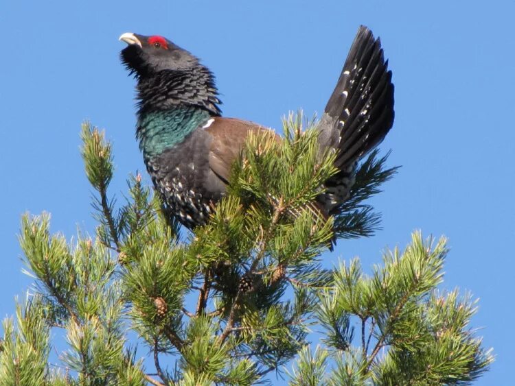 глухарь токует на сосне. глухариные зори. соседней (сосны). глухари на токовище. глухариная заря.