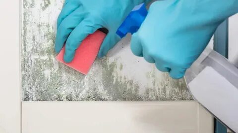 Professional Mould Control Products - Moisture Cure