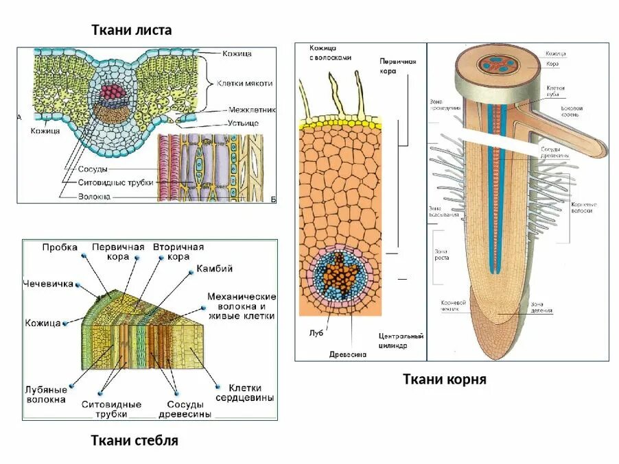 Строение стебля егэ. Ткани высших растений строение. ткани растенийстроение кооня. строение корня стебля и листа. строение корня ткани.