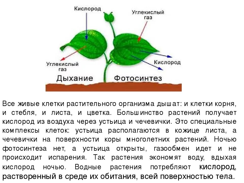 Дыхание растений самостоятельная работа 6 класс. Схема дыхания растений 6 класс биология. Дыхание растений 6 класс биология. Процесс дыхания растений кратко. Схема по биологии 6 класс дыхание растений.