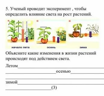 Как можно управлять ростом растений