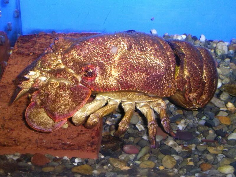 Морской рак без клешней
