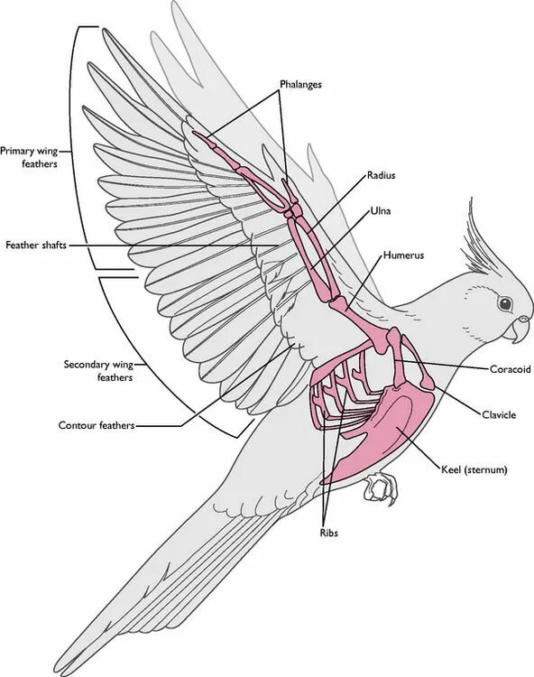 Строение тела попугая корелла. Строение скелета попугая корелла. Волнистый попугай анатомия крыльев. Строение крыла волнистого попугая.