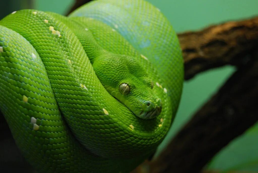 Is there a snake