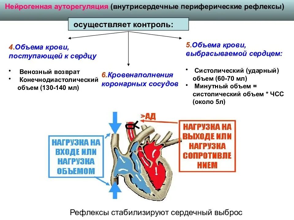 Внутрисердечный периферический рефлекс физиология. Физиология крови кровообращение. Внутрисердечные периферические рефлексы сердца. Внутри сердечные переыерическиерефлексы. Возрастные изменения сердца