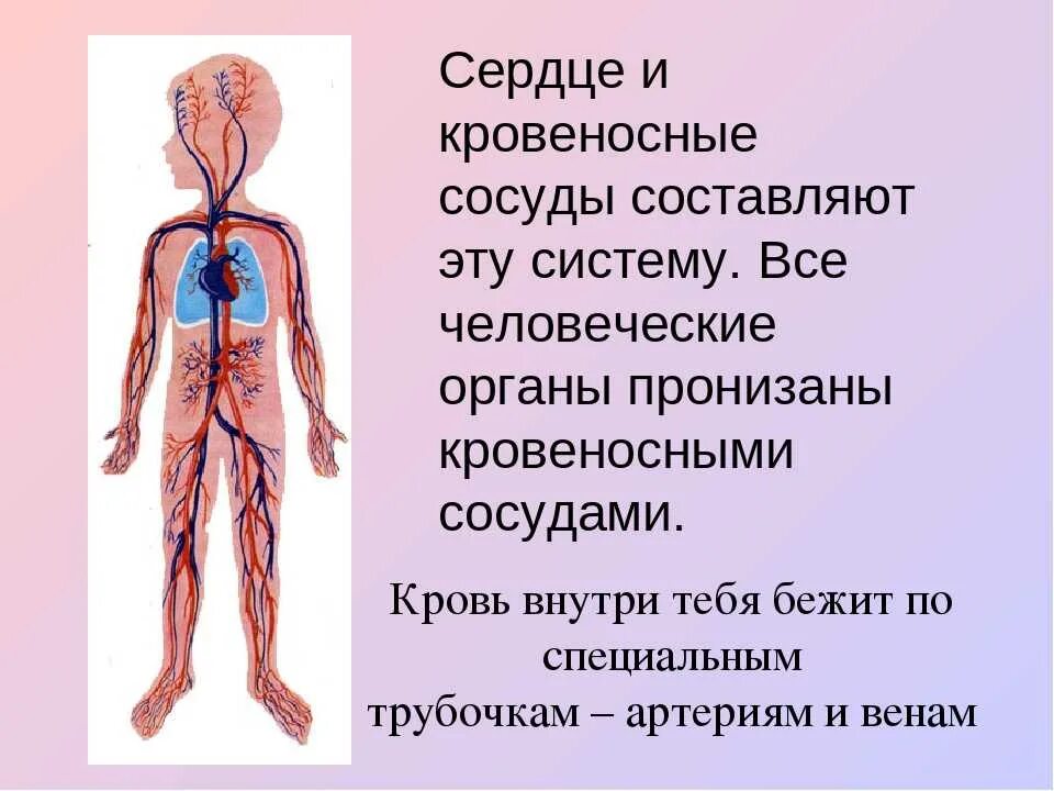 В какую систему органов входит сердце. Кровеносная система человека кратко 4 класс. Органы кровеносной системы человека 3 класс. Кровеносная система человека для детей. Сердце икровиносные сосуду.