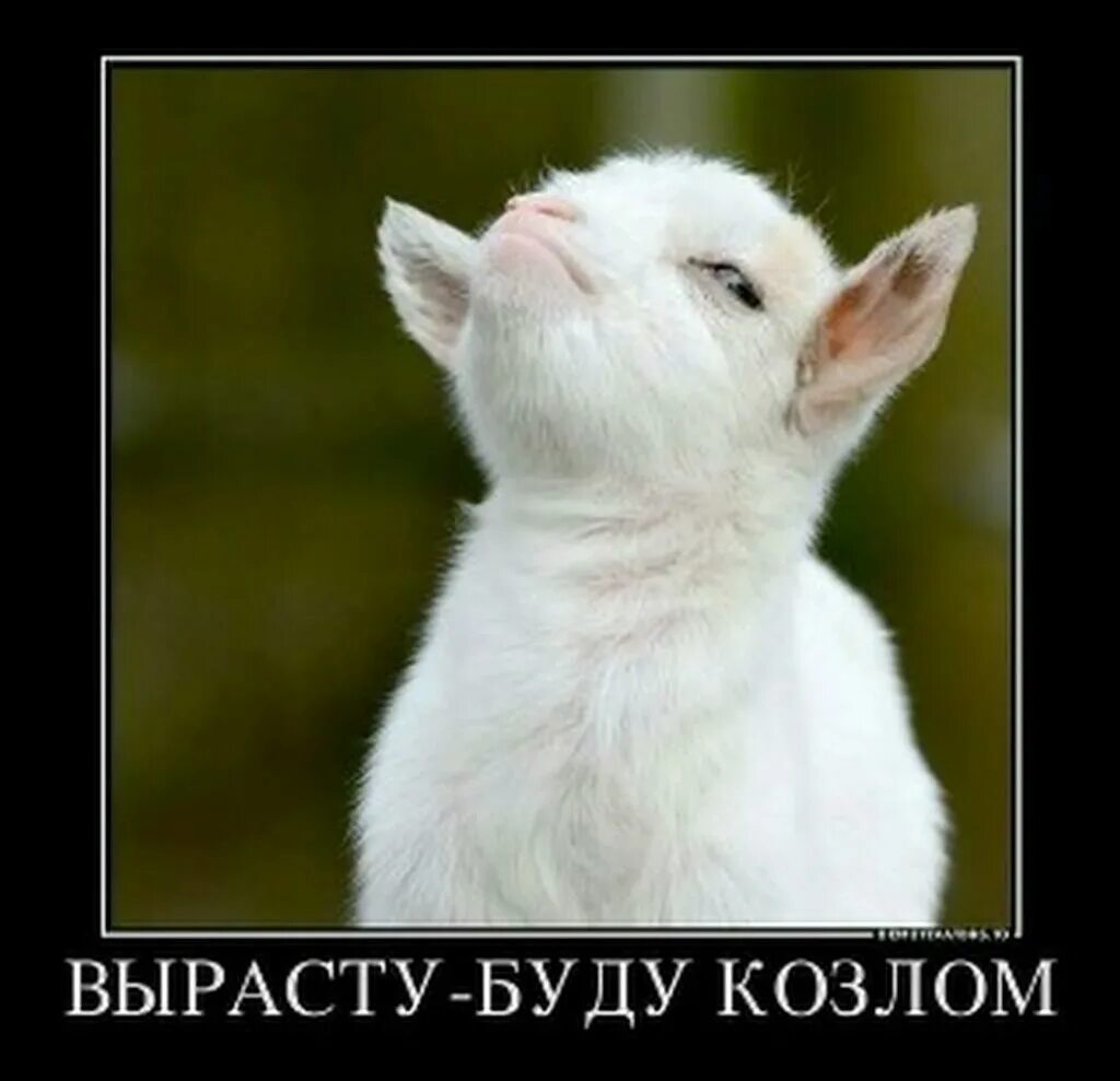 Ты козел