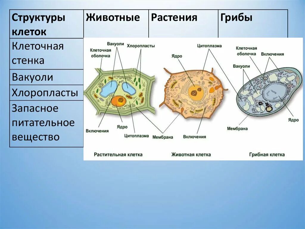 Сравнение бактерий грибов и растений