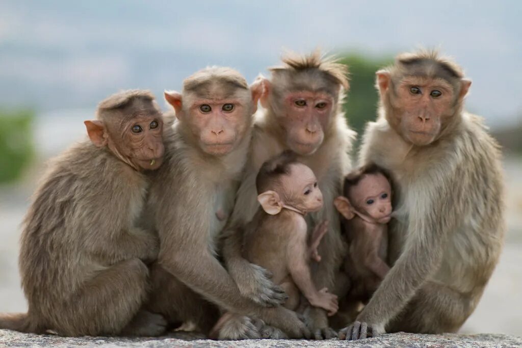 Четверо участников. Смешные обезьяны. Семья обезьян. 4 Обезьяны. Семейство обезьянок.