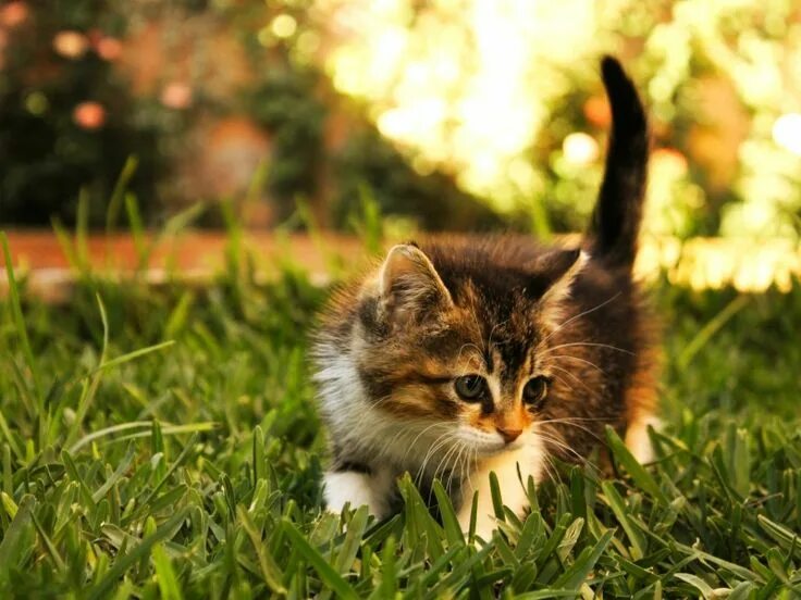 Магнитный пазл 27x18см."Кошка, кошачьи, животное" на холодильник - купить с дост