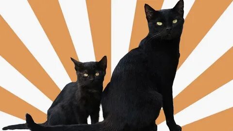 Lucky a big black cat went