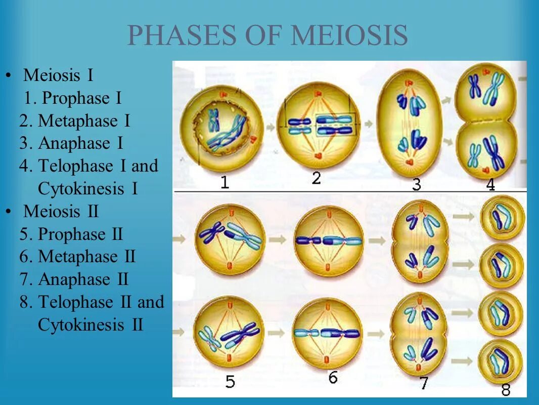 Фазы мейоза 1. Мейоз 2. Фазы мейоза рисунки. Фазы мейоза 1 и 2.