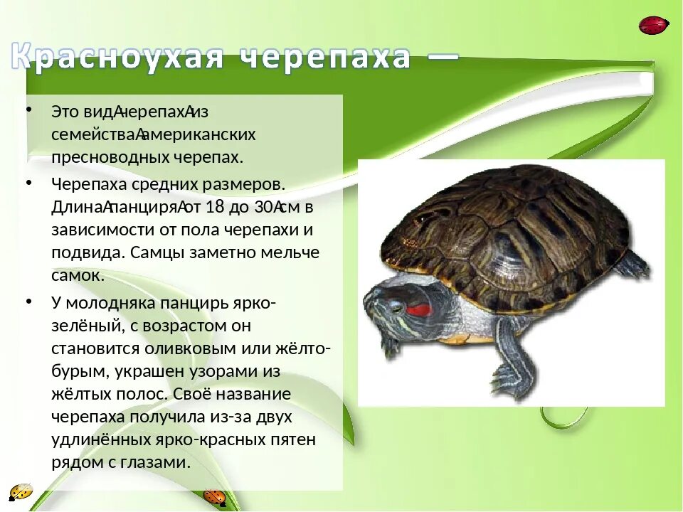Доклад о черепахе. Красноухая черепаха земноводная. Презентация про красноухих черепах. Описание черепахи. Красноухая черепаха презентация.