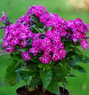 Флокса комнатная