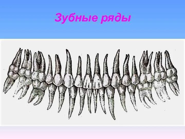 Зубы зубной ряд. Зубной ряд. охарактеризуйте зубные ряды..