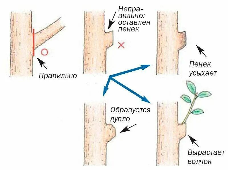 Чем обработать срезы после обрезки. Подрезка веток яблонь. Обрезка яблони правильный срез. Правильная обрезка ветки яблони. Обрезка яблони на кольцо.