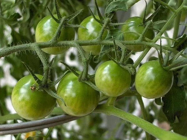 Томат "Lime Green Salad" (10 семян).