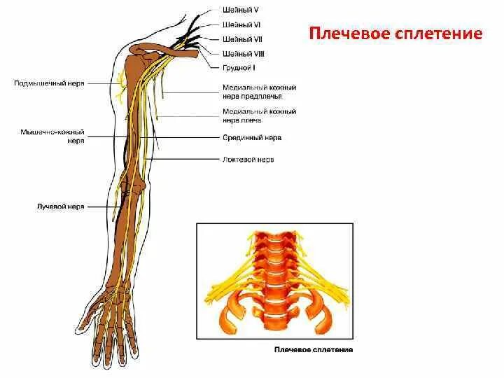 Периферические нервы и сплетения. Нервы плечевого сплетения анатомия. Ветви плечевого сплетения анатомия. Нервы плечевого сплетения схема. Иннервация нервов плечевого сплетения.