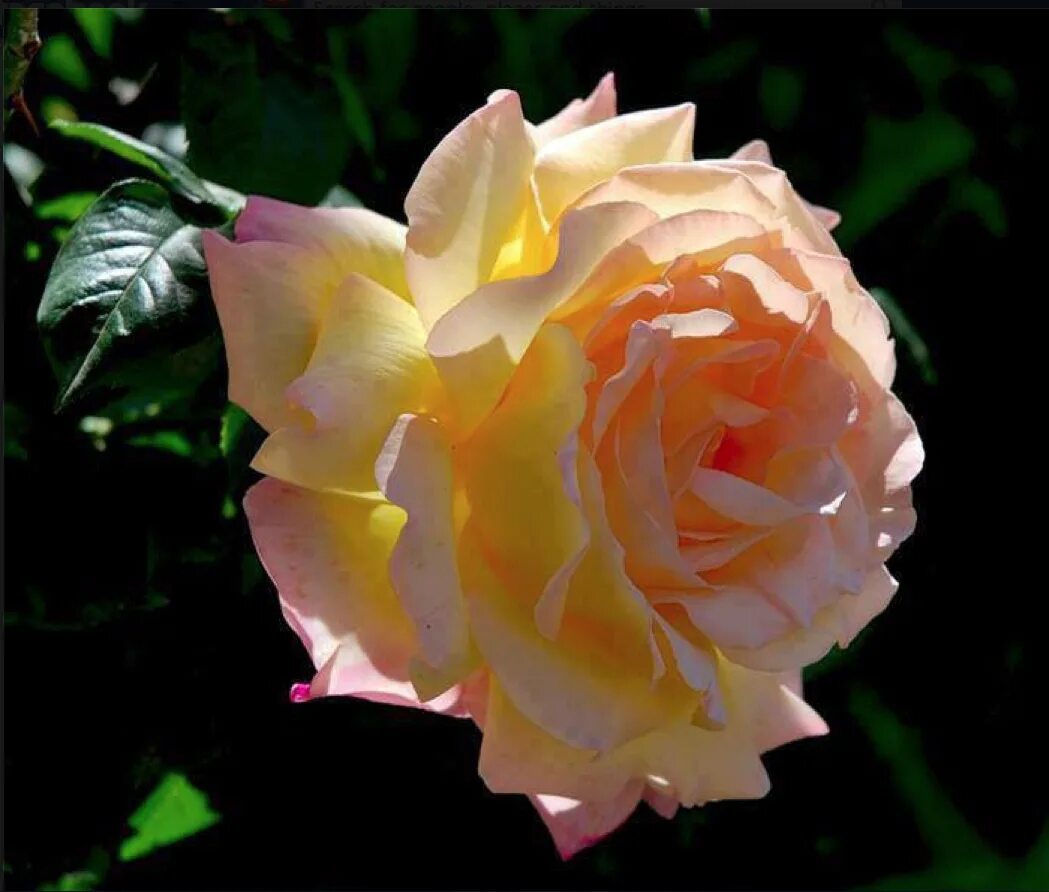 Sun rose. Sun rose. Розы и солнце. Роза санлайт романтика. Букеты цветов в солнечных лучах.