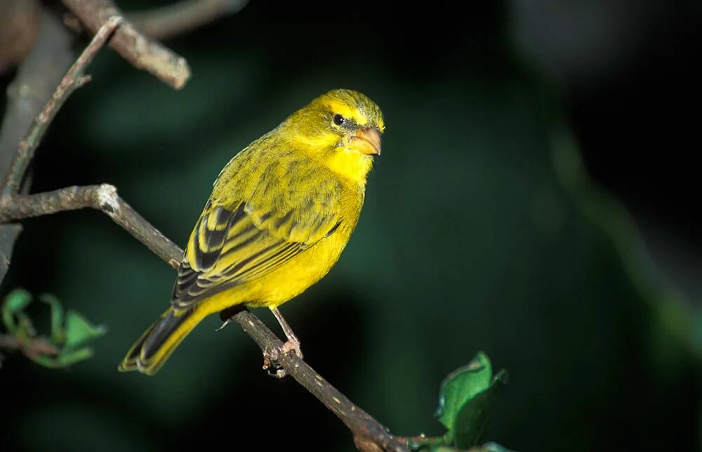 Canary перевод