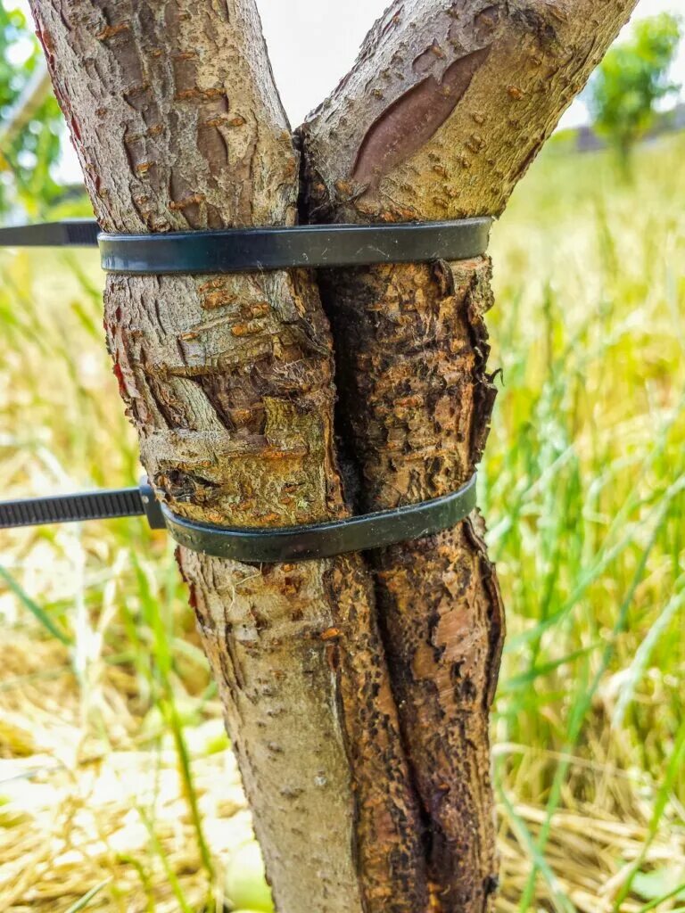 Tree fix