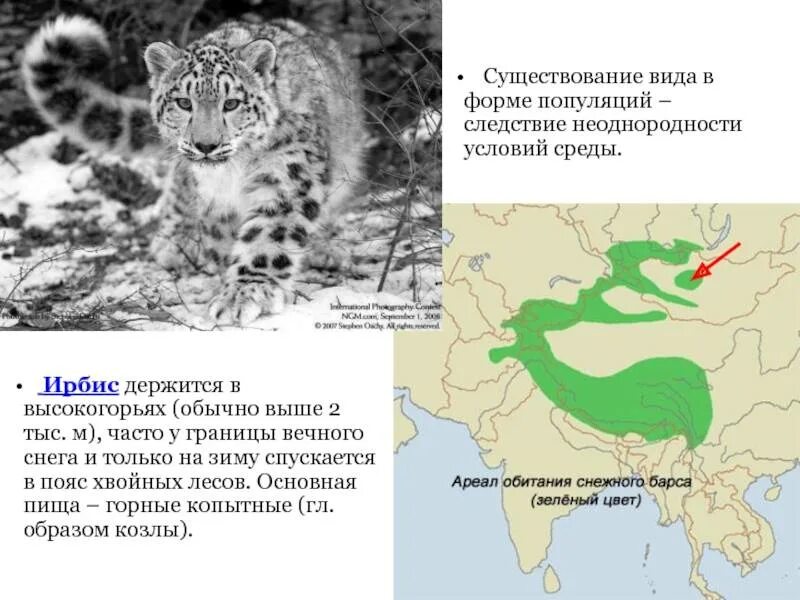 Места обитания редких животных. Снежный барс ареал обитания в россии. ареал обитания ирбиса в россии. ареал обитания барсов в россии. ареал снежного барса в россии на карте.