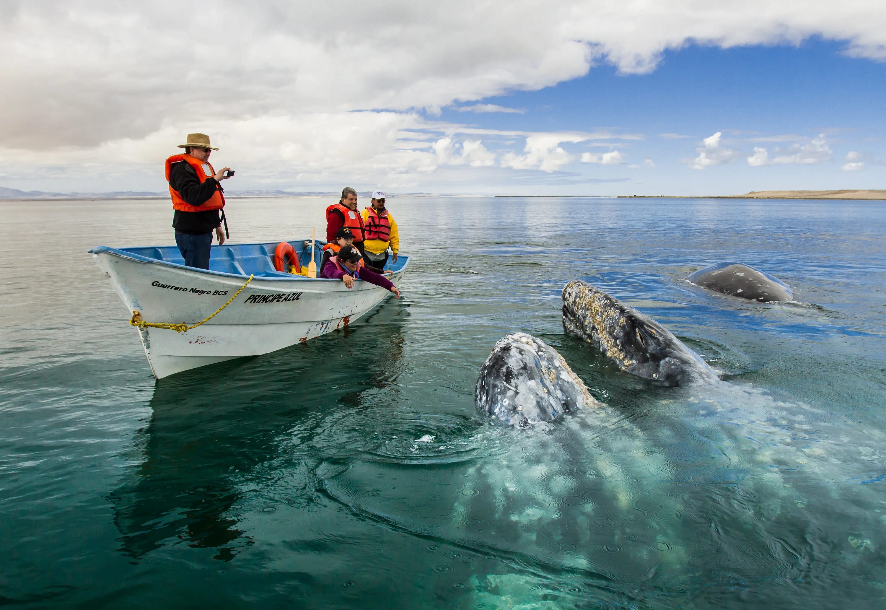Путешествуем на лодке. Китовая бухта Коста Рика. Горбатые киты Доминикана. Горбатые киты в Доминикане. Китовая бухта Байя-Бальена.